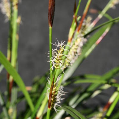 Zegge - Carex morrowii ‘Irish Green’