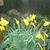 Narcissus 'King Alfred'