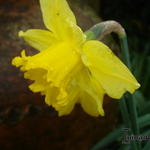 Narcissus 'King Alfred' - Narcis