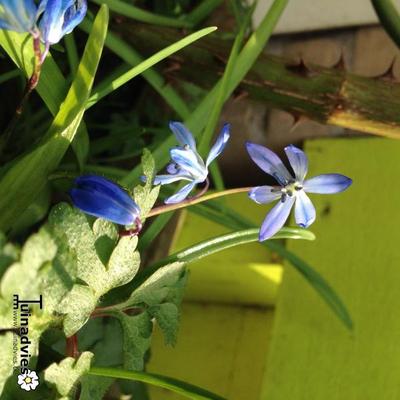 Oosterse sterhyacint - Scilla siberica 'Spring Beauty'