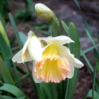 Narcissus 'British Gamble'