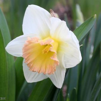 Narcissus 'British Gamble'