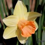 Narcissus 'Fortune' - Narcis