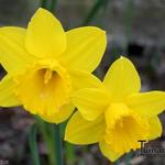 Narcissus 'Dutch Master' - Narcis