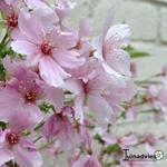 Prunus nipponica 'Brilliant' - Sierkers