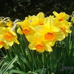 Narcissus  'Royal Scarlet'  - Narcis