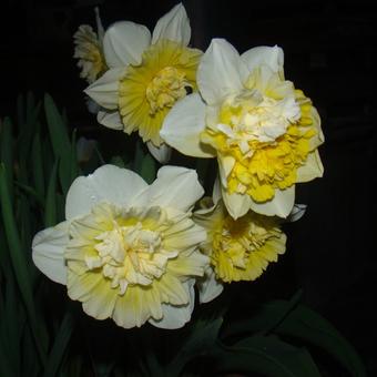 Narcissus 'Obdam'