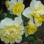 Narcissus 'Obdam' - Narcis