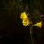 Narcissus bulbocodium 'China Gold'