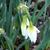 Narcissus triandrus 'Thalia'