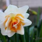 Narcissus 'Replete' - Narcis