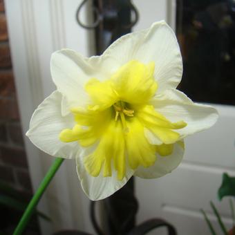 Narcissus ´Smiling Twin´