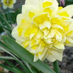 Narcissus 'Sweet Pomponette' - Narcis