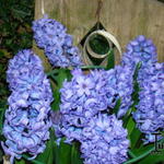 Hyacinthus orientalis 'Blue Jacket' - Hyacint