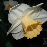 Narcissus 'Spring Pride' - Narcis