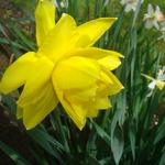 Narcissus 'Safina' - Narcis