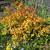 Spiraea japonica 'Goldflame'