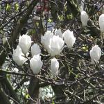 Magnolia kobus - Beverboom