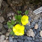 Ranunculus montanus - Berghanevoet