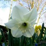 Narcissus 'Princess Zaide' - Narcis