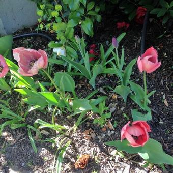 Tulipa 'Salmon Impression'