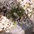 Androsace villosa subsp. koso-poljanskii