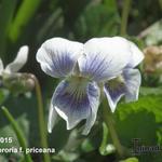 Viola sororia f. priceana - Viooltje, Amerikaans viooltje