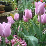 Tulipa 'Synaeda Amor' - Tulp