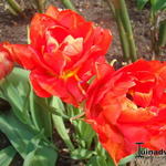 Tulipa 'Abba' - Tulp