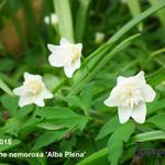 Anemone nemorosa 'Alba Plena'  - Bosanemoon
