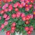 Argyranthemum frutescens Madeira 'Cherry Red'