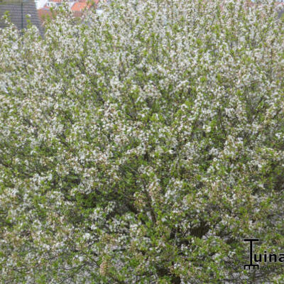 Bolprunus / Steppekers - Prunus eminens 'Umbraculifera'