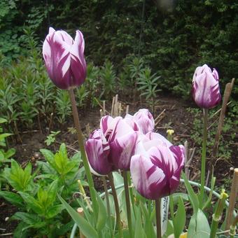 Tulipa 'Zurel'
