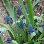 Bellevalia pycnantha - Druif Hyacint