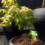 Acer palmatum 'Mapi-no-machi hime' - Japanse esdoorn