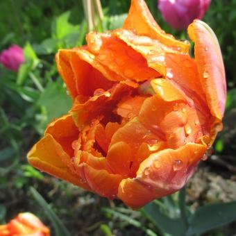 Tulipa 'Orange Angelique'