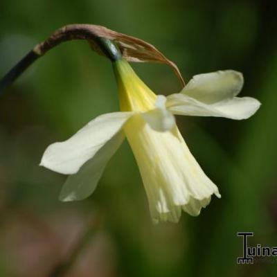 Narcis - Narcissus 'Topolino'