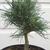 Pinus strobus 'Green Twist'