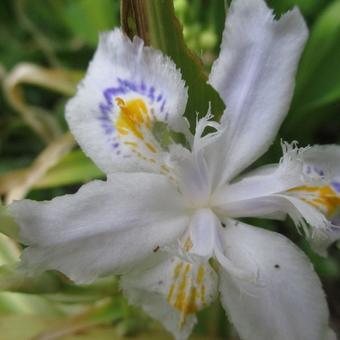 Iris tectorum 'Cruella'