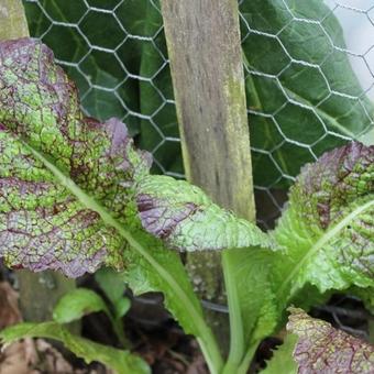 Brassica juncea 'Red Giant'