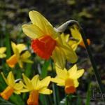Narcissus 'Monal' - Narcis