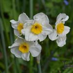 Narcissus tazetta 'Laurens Koster' - Narcis