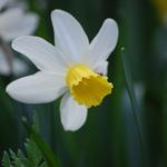 Narcissus cyclamineus 'Jack Snipe' - Narcis