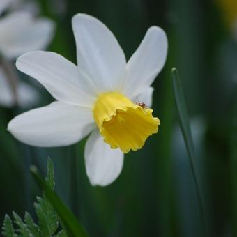 Narcissus cyclamineus 'Jack Snipe'