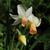 Narcissus cyclamineus 'Cotinga'