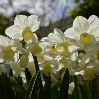 Narcissus 'Silver Chimes'