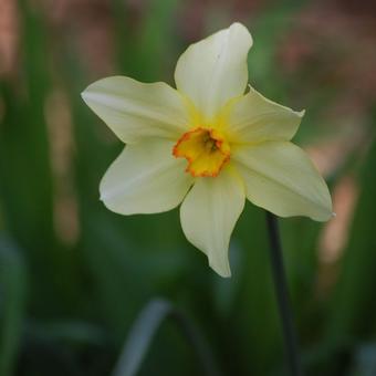 Narcissus poeticus var. recurvus