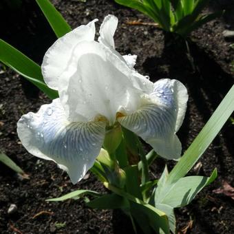 Iris germanica 'Cutie'