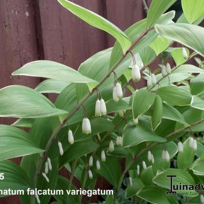 Salomonszegel - Polygonatum falcatum 'Variegatum'