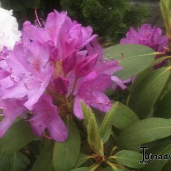 Rododendron - Rhododendron 'Roseum Elegans'
